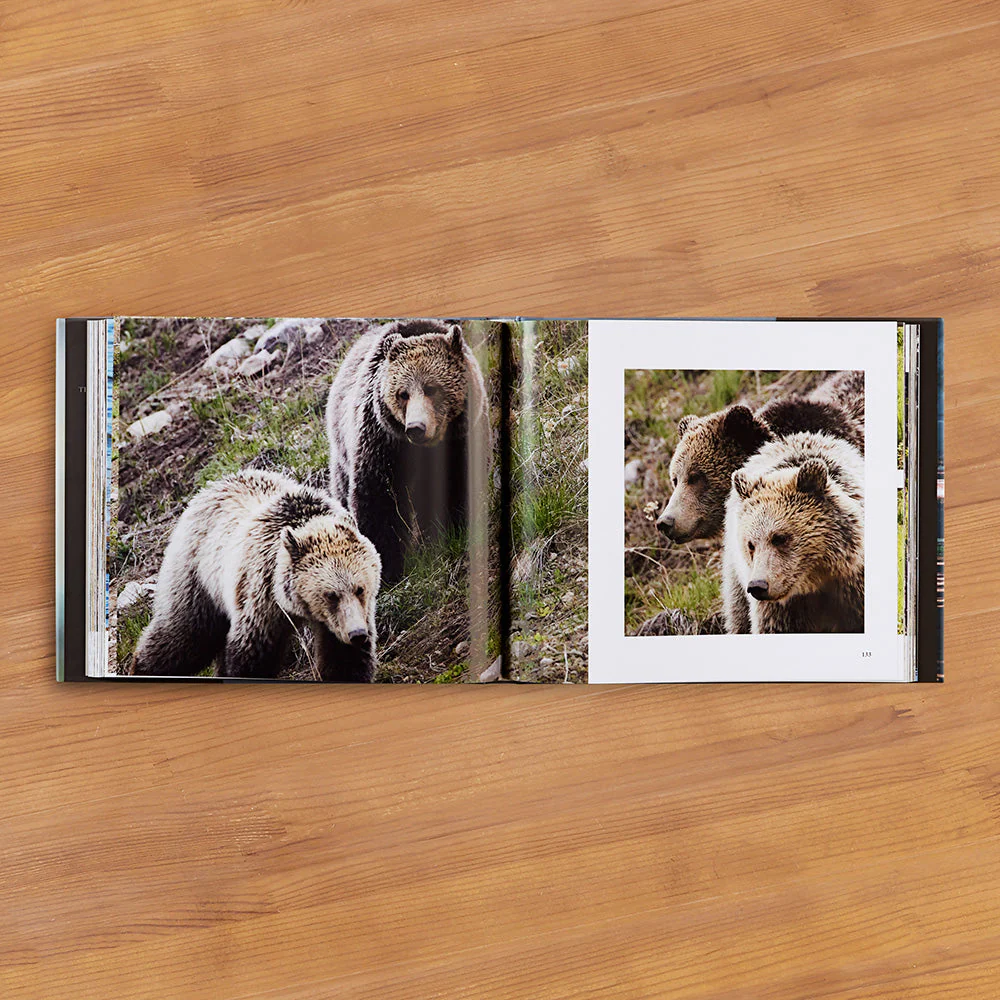 "Bears: The Mighty Grizzlies of the West" by Julie Argyle - Image 2