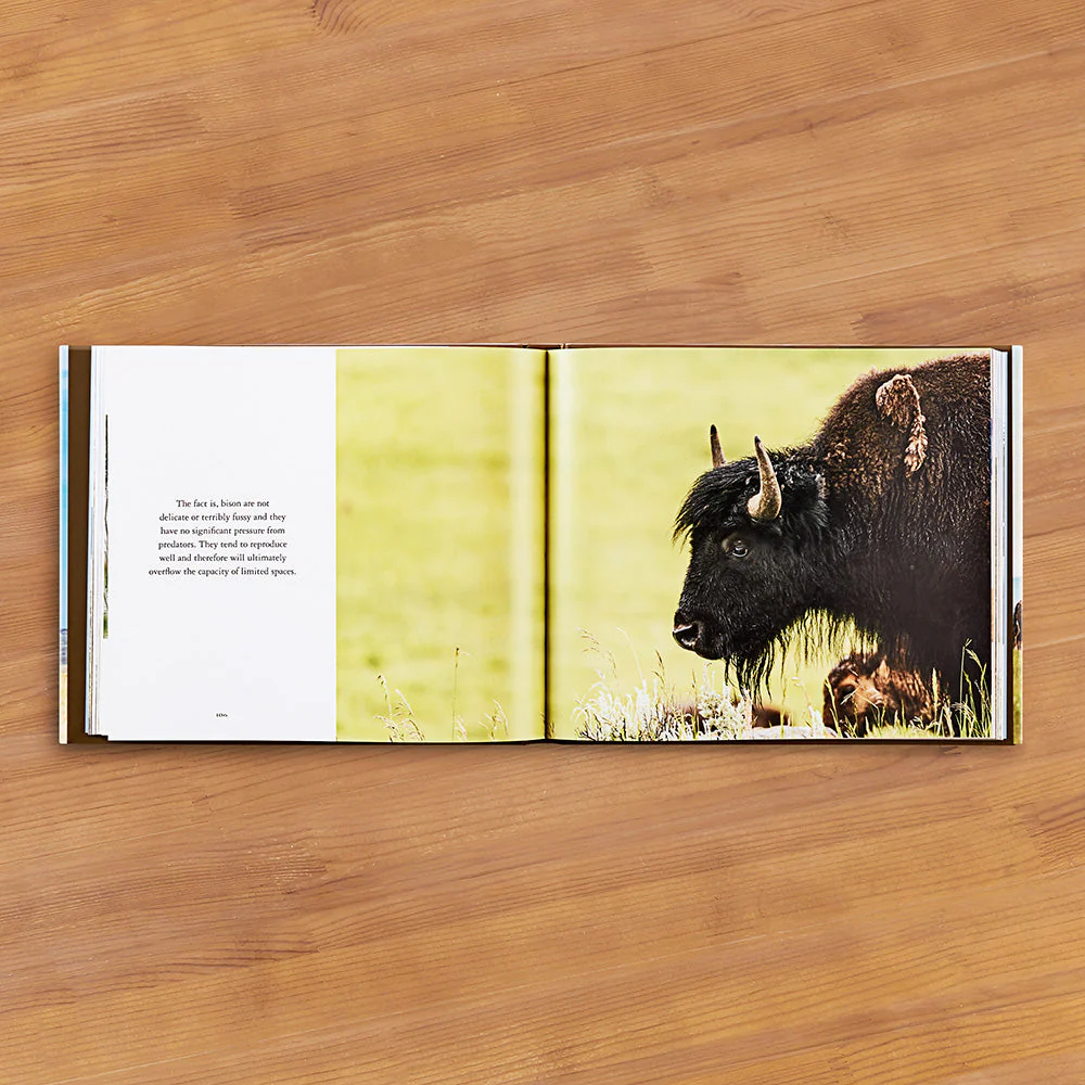 "Bison: Portrait of an Icon" by Audrey Hall - Image 2