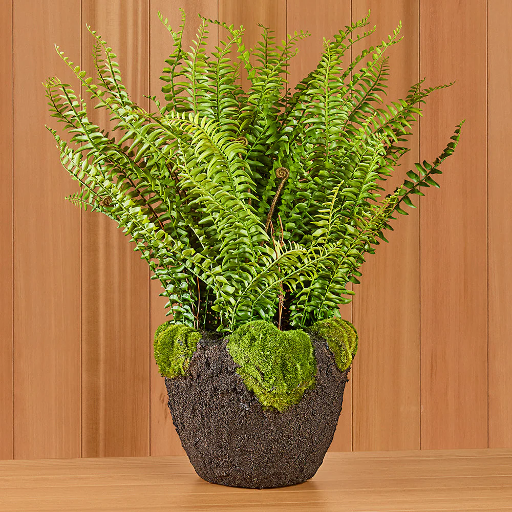 Boston Fern Drop-In - Image 2