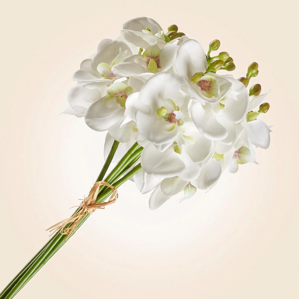 Bundle of Phalaenopsis Orchid Stems, 11.5"