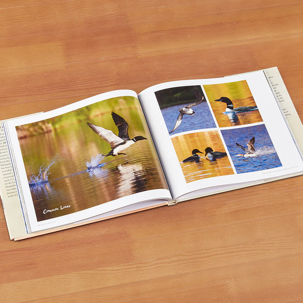 "Loon Landscapes" by David Evers and Kate Taylor - Image 2