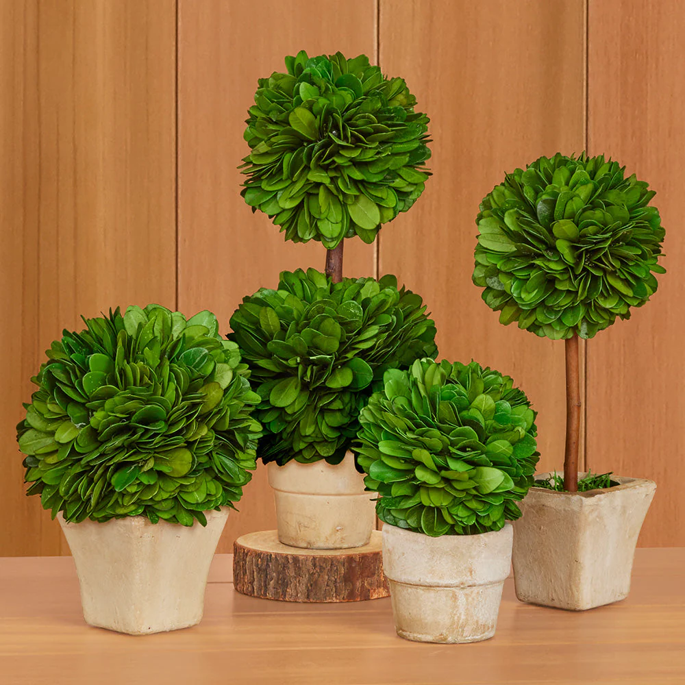 Mini Preserved Boxwood Topiaries