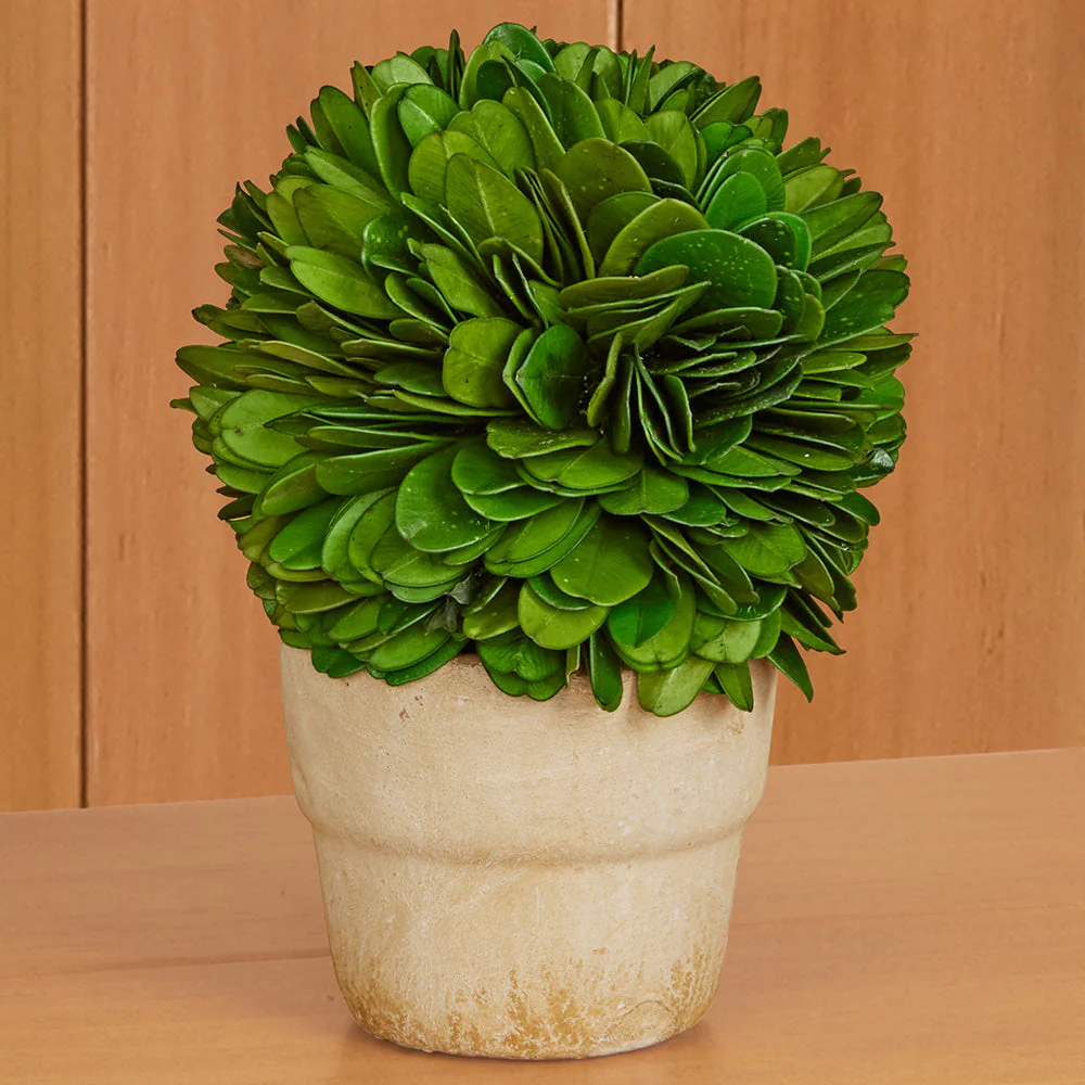 Mini Preserved Boxwood Topiaries - Image 2