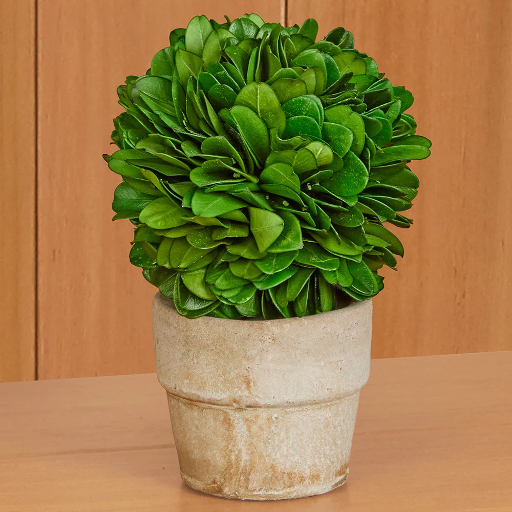 Mini Preserved Boxwood Topiaries - Image 3