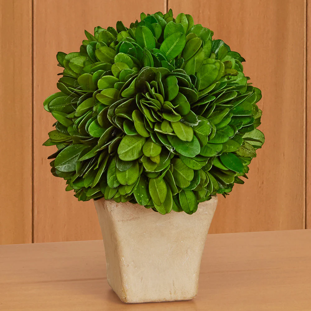 Mini Preserved Boxwood Topiaries - Image 4