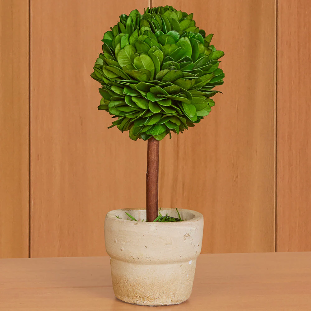 Mini Preserved Boxwood Topiaries - Image 5