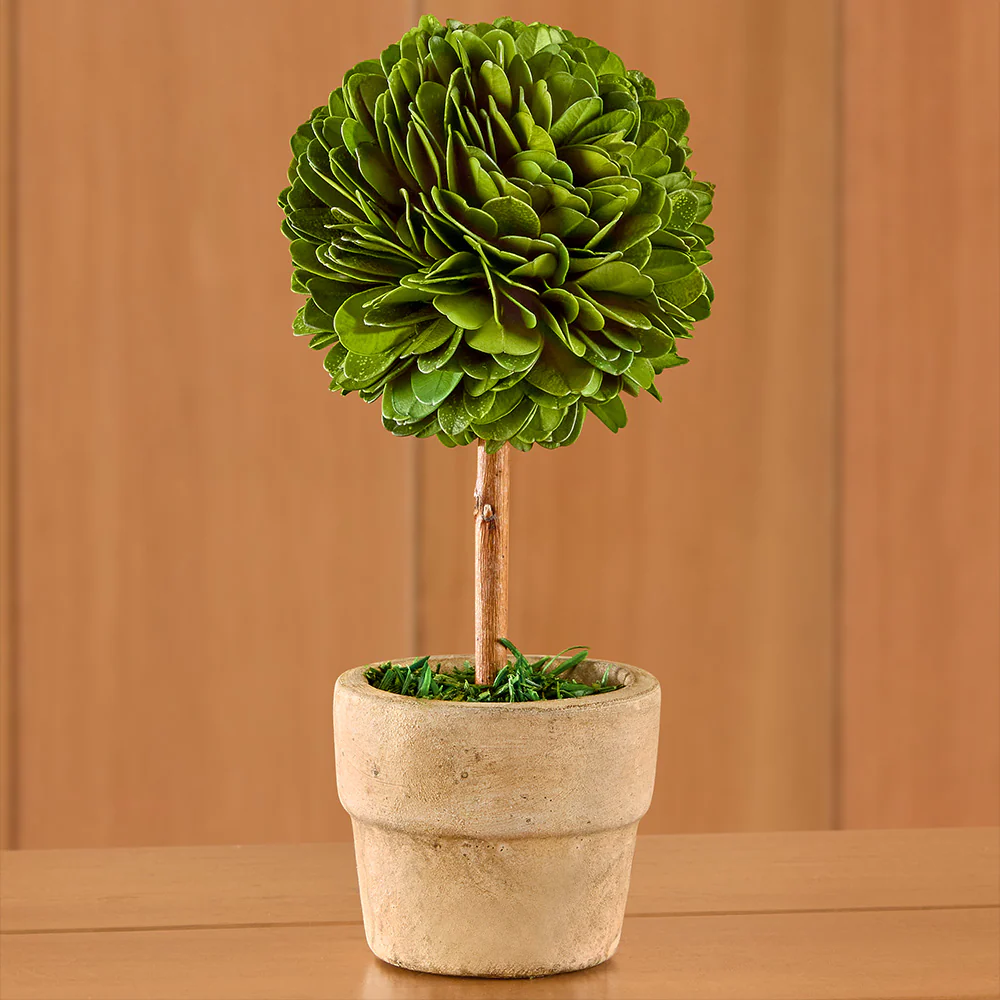 Mini Preserved Boxwood Topiaries - Image 6