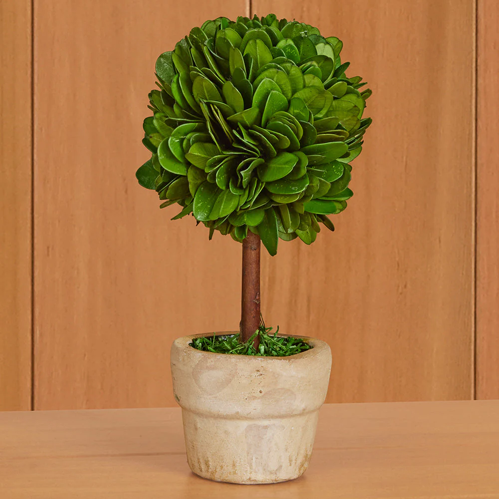 Mini Preserved Boxwood Topiaries - Image 7