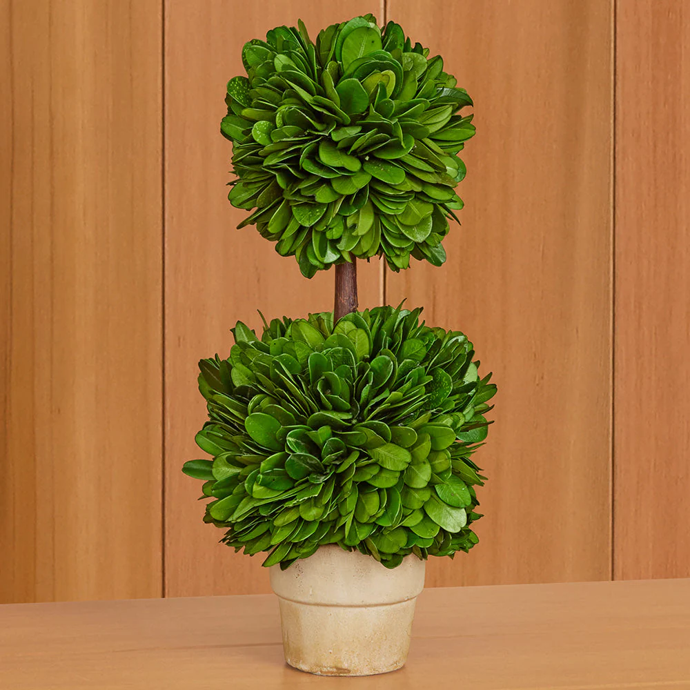 Mini Preserved Boxwood Topiaries - Image 9