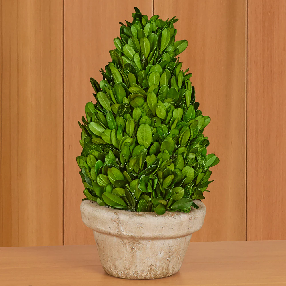 Preserved Boxwood Tabletop Topiaries - Image 3