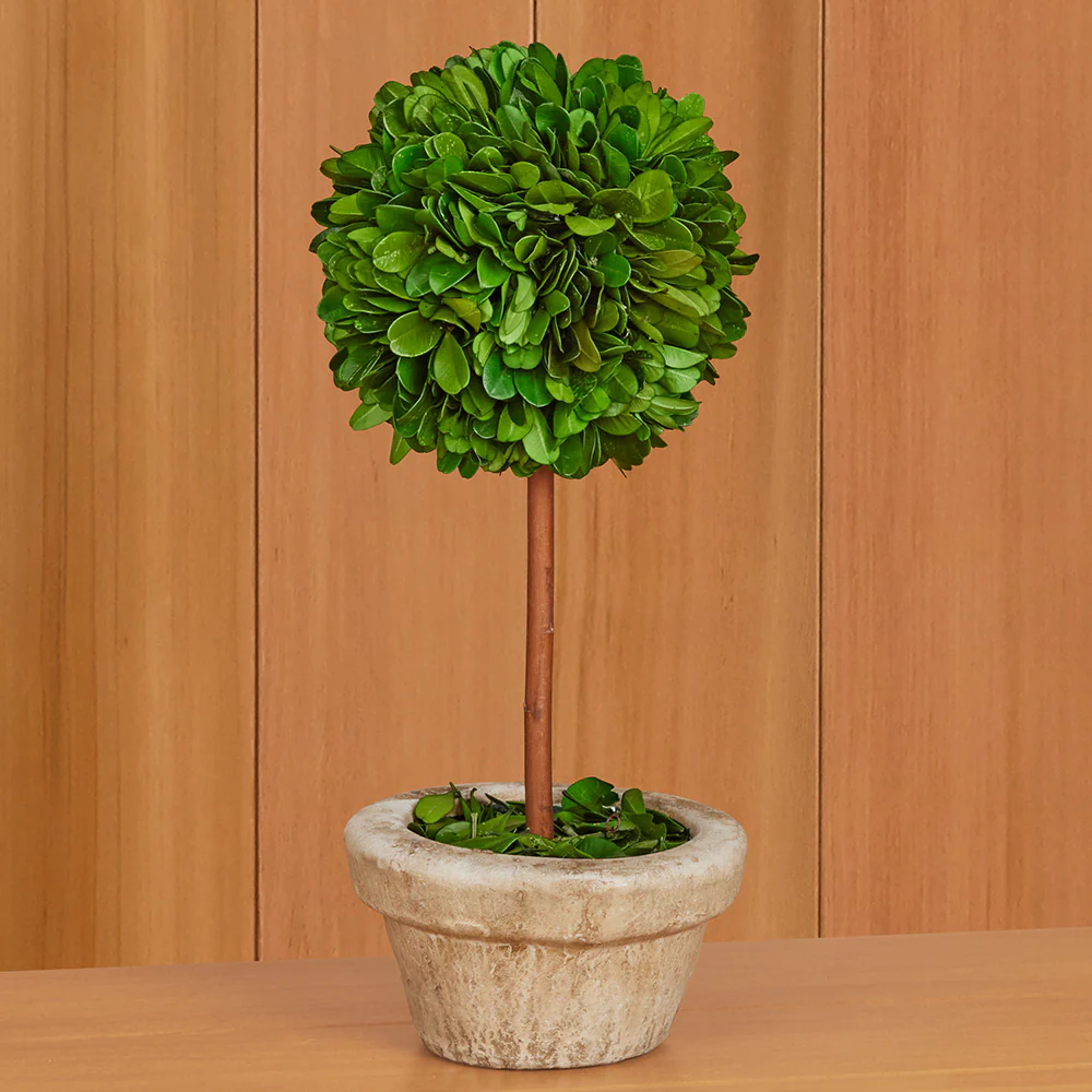 Preserved Boxwood Tabletop Topiaries - Image 6