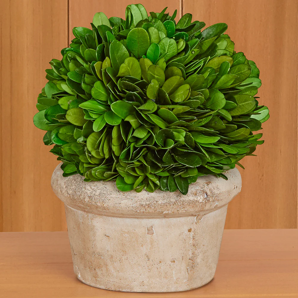 Preserved Boxwood Tabletop Topiaries - Image 7