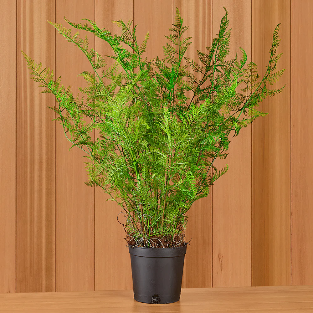 Soft Fern Drop-In