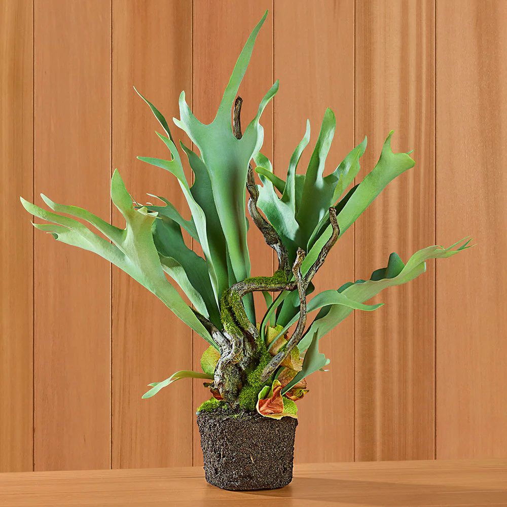 Staghorn Fern Drop-In - Image 2