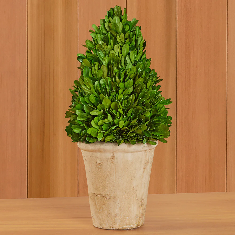 Tabletop Preserved Boxwood Topiaries - Image 10