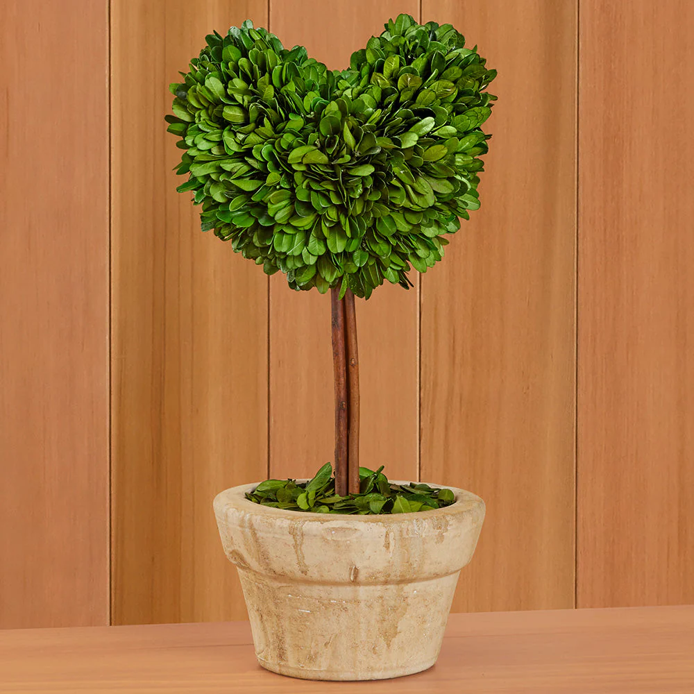 Tabletop Preserved Boxwood Topiaries - Image 11