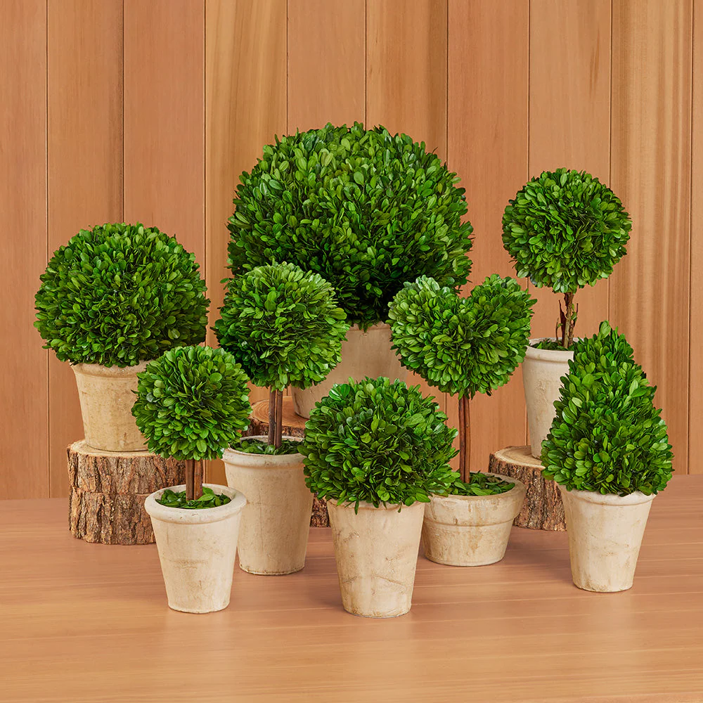 Tabletop Preserved Boxwood Topiaries - Image 12