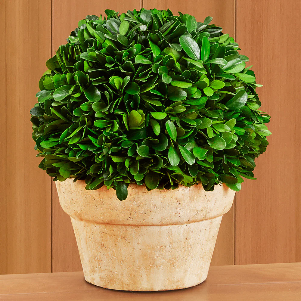 Tabletop Preserved Boxwood Topiaries - Image 2