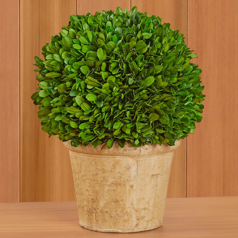 Tabletop Preserved Boxwood Topiaries - Image 4