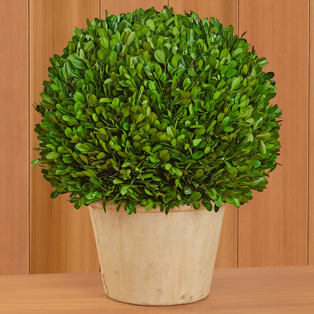 Tabletop Preserved Boxwood Topiaries - Image 5