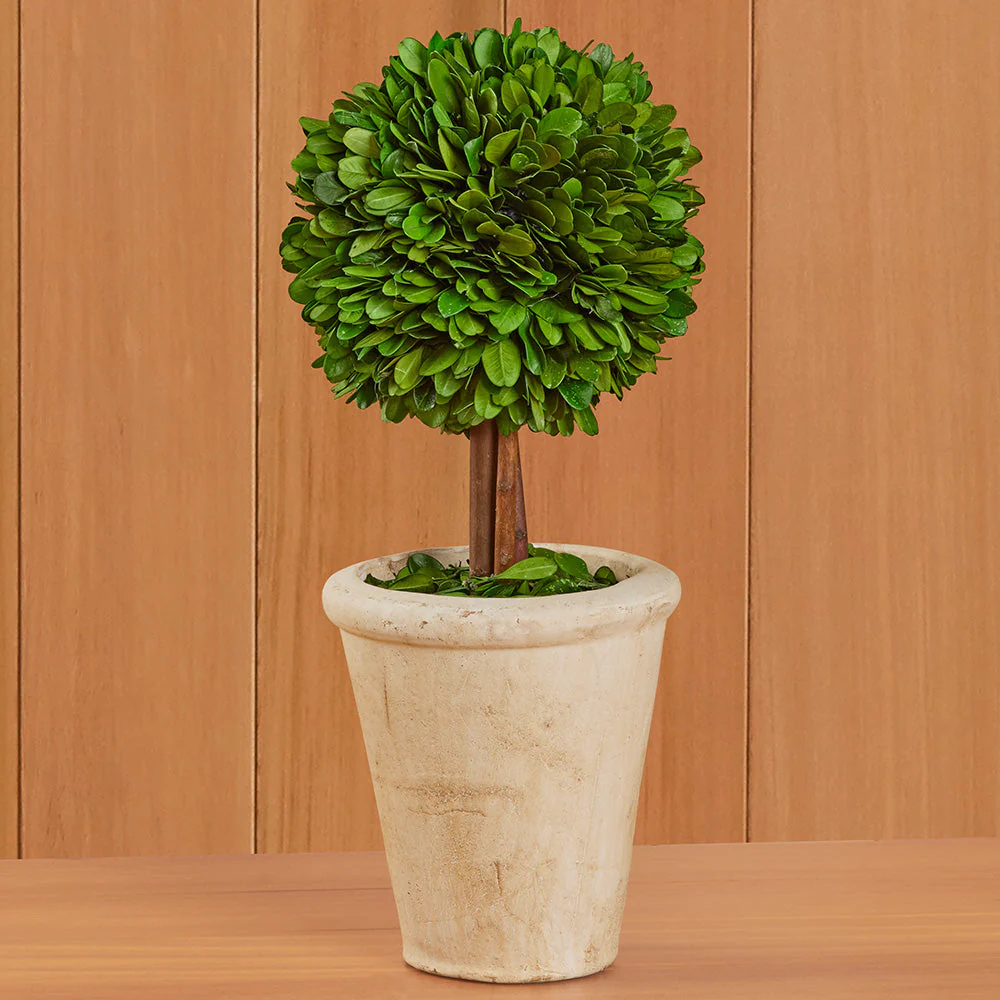 Tabletop Preserved Boxwood Topiaries - Image 6