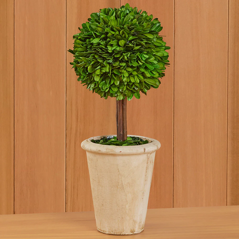 Tabletop Preserved Boxwood Topiaries - Image 7