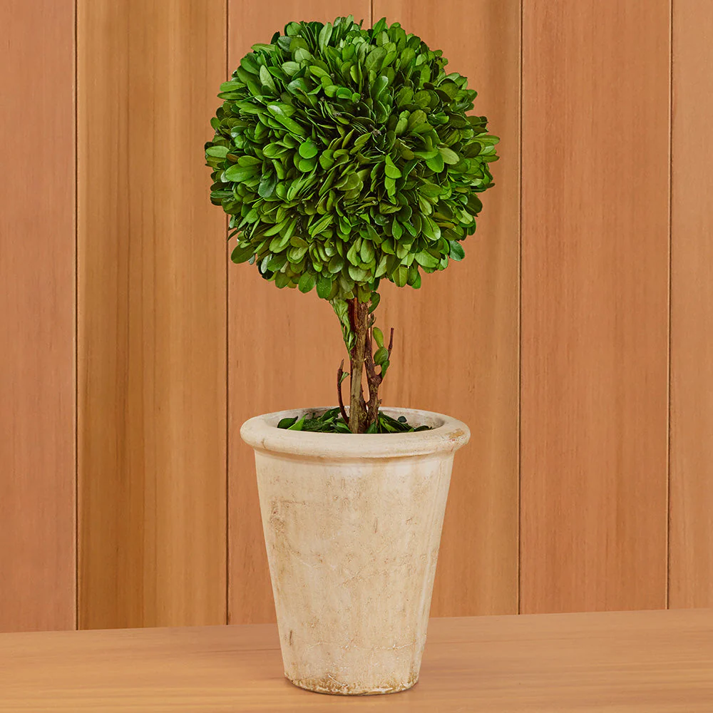 Tabletop Preserved Boxwood Topiaries - Image 8