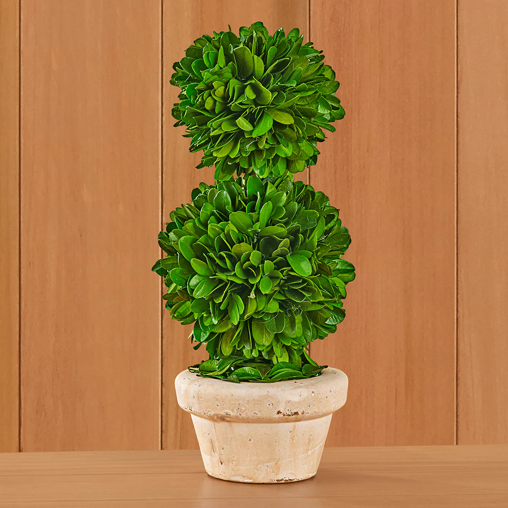 Tabletop Preserved Boxwood Topiaries - Image 9